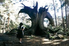 pans-labyrinth-20060911033026654.jpg