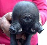 strange-animals-Cyclops-pig.jpg