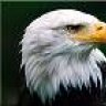 The-Eagle