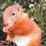Hoernchen