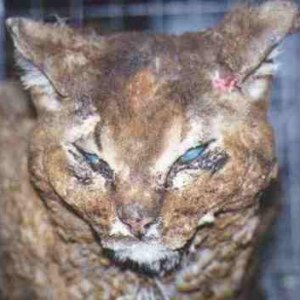 Gegen Tierquälerei