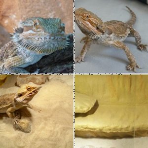 Garry (Bartagame)
