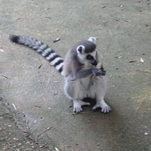 King Julien? Wo ist nur seine Krone?