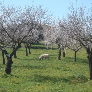 Was macht eigentlich das Schwein da unter den Mandelbäumen? :)