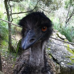 Emu.