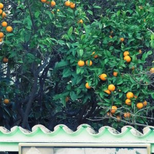 Orangen.