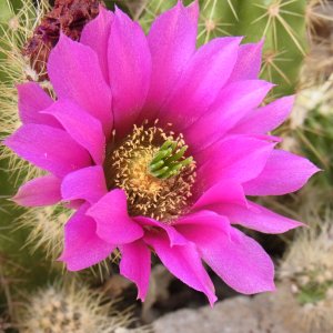 Kaktusblüte