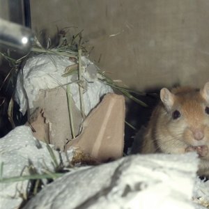 Da habsch dann mal meine Bastelkünste (die wirklich schlecht sind) eingesetz. Das ist natürlich alles Fressbar gewesen. Sogar Natur Kleber selber herg