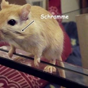Das war dann Bumblebees Verletzung nachdem sie sich gestritten hatten in der Pflegenphase.