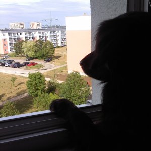 Der kleene guckt so gerne aus'm Fenster.