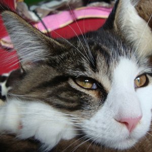 katze