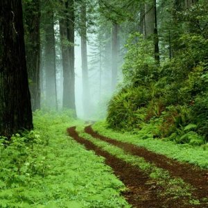 Another Forest