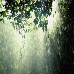 Rain Forest