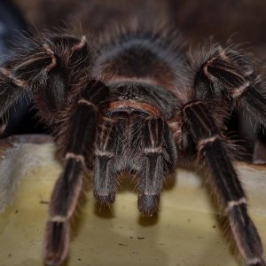 lasiodora parahybana
