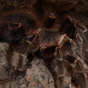 lasiodora parahybana