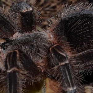 lasiodora parahybana