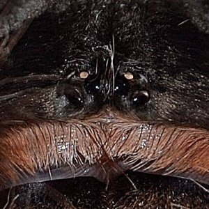 lasiodora parahybana
