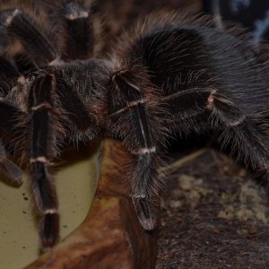 lasiodora parahybana