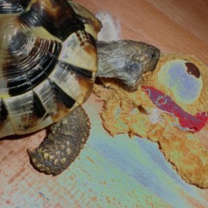 Bei diesen Bild möchte ich noch mals drauf hinweisen das Schildkröten keine Tiere sind die man im Haus halten sollte es sind immer noch " Raubtiere " 