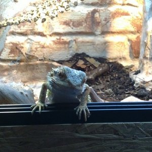 Meine Bartagame :) fleece