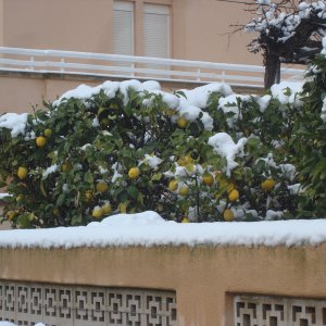 Zitronen unter der Schneehaube