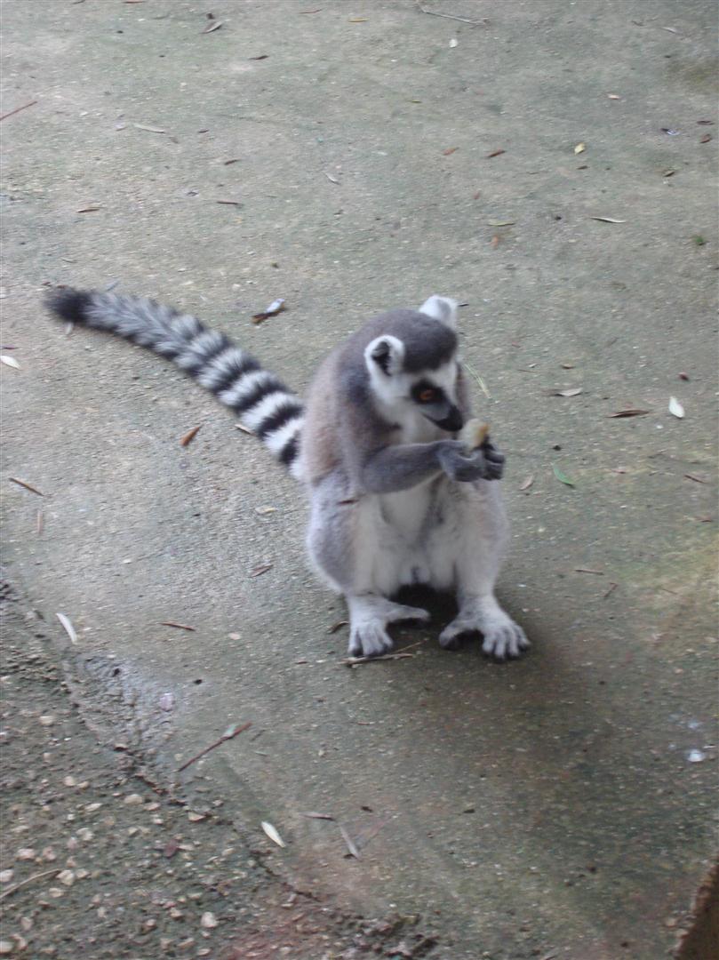 King Julien? Wo ist nur seine Krone?