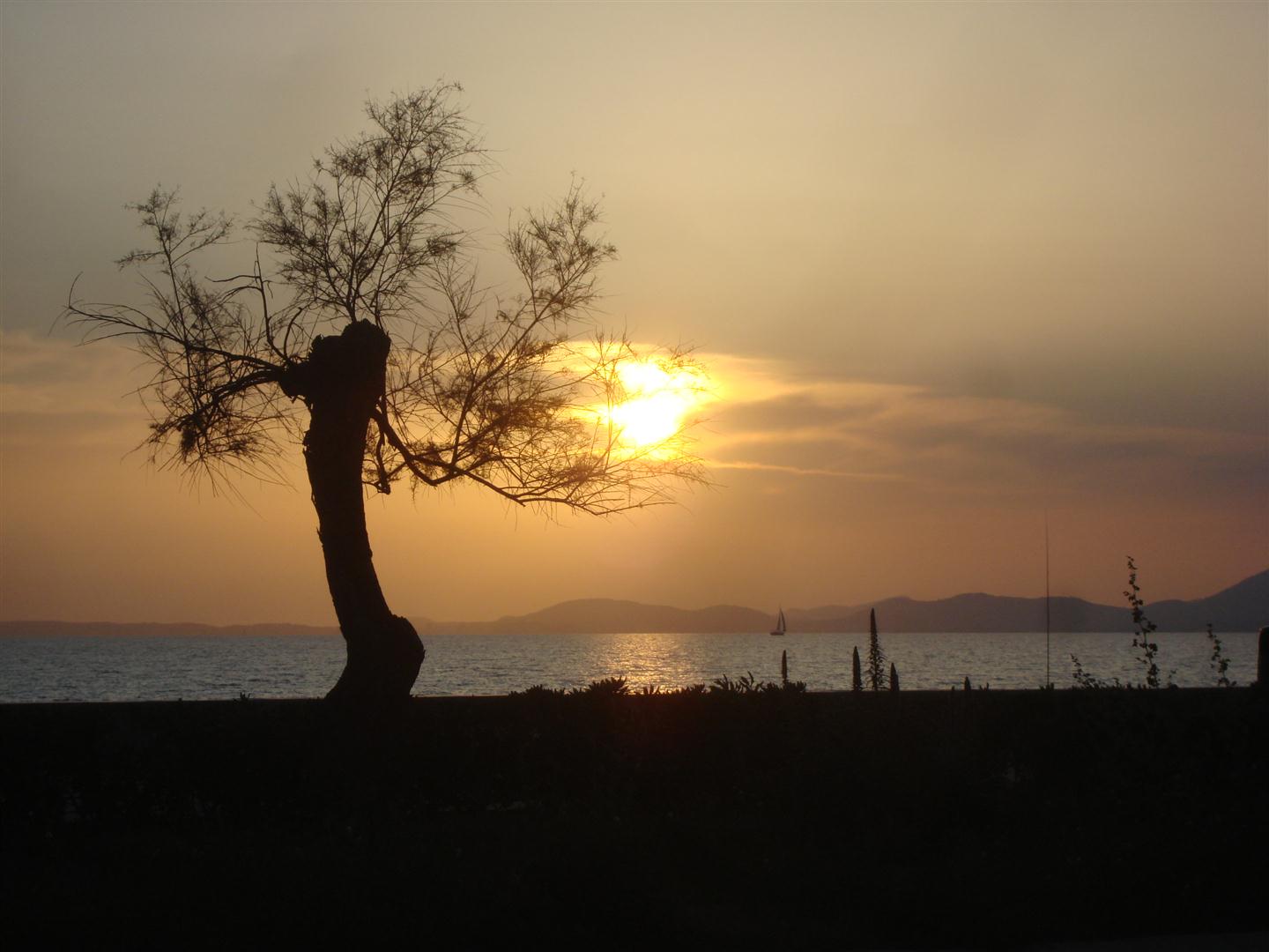 Palma.