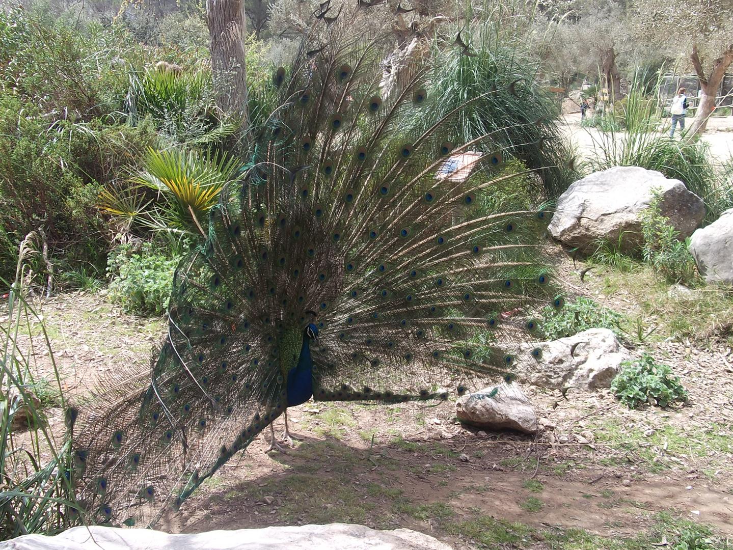 Ein Pfau. ;)