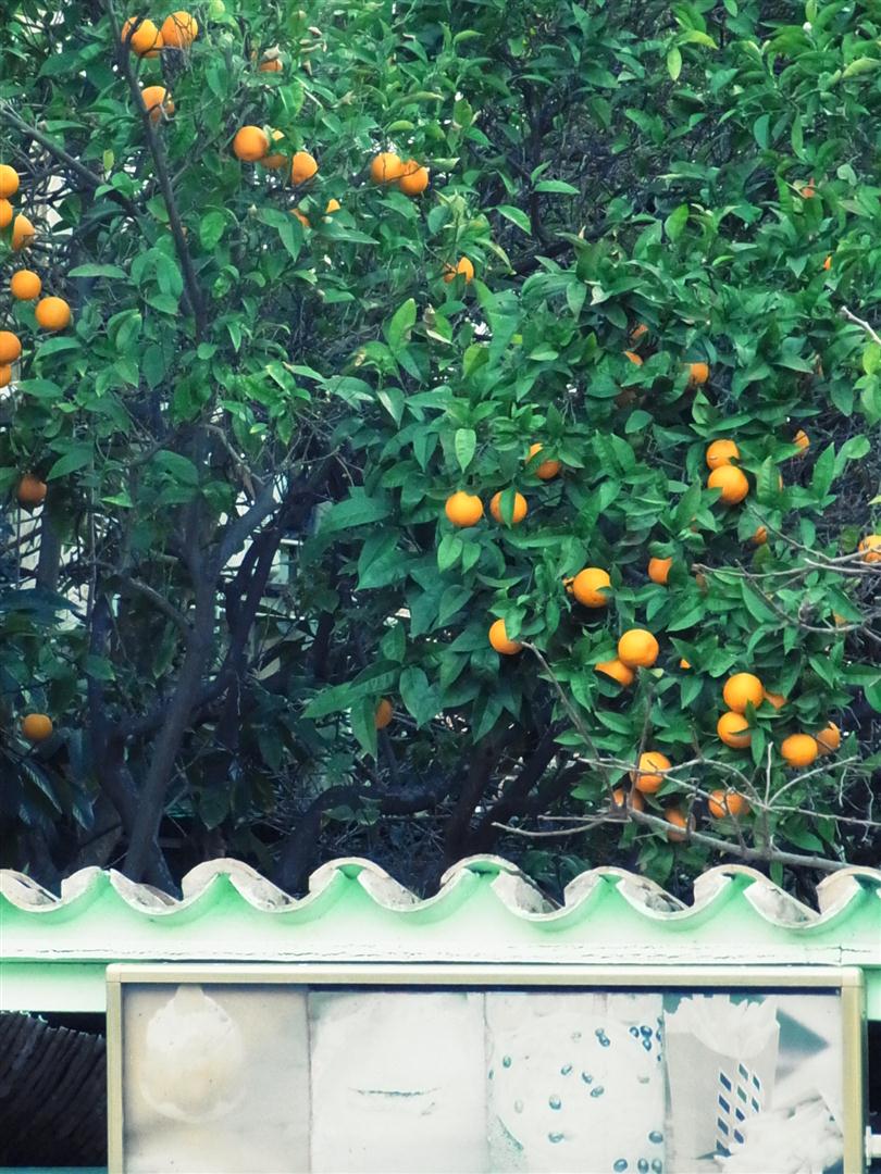 Orangen.