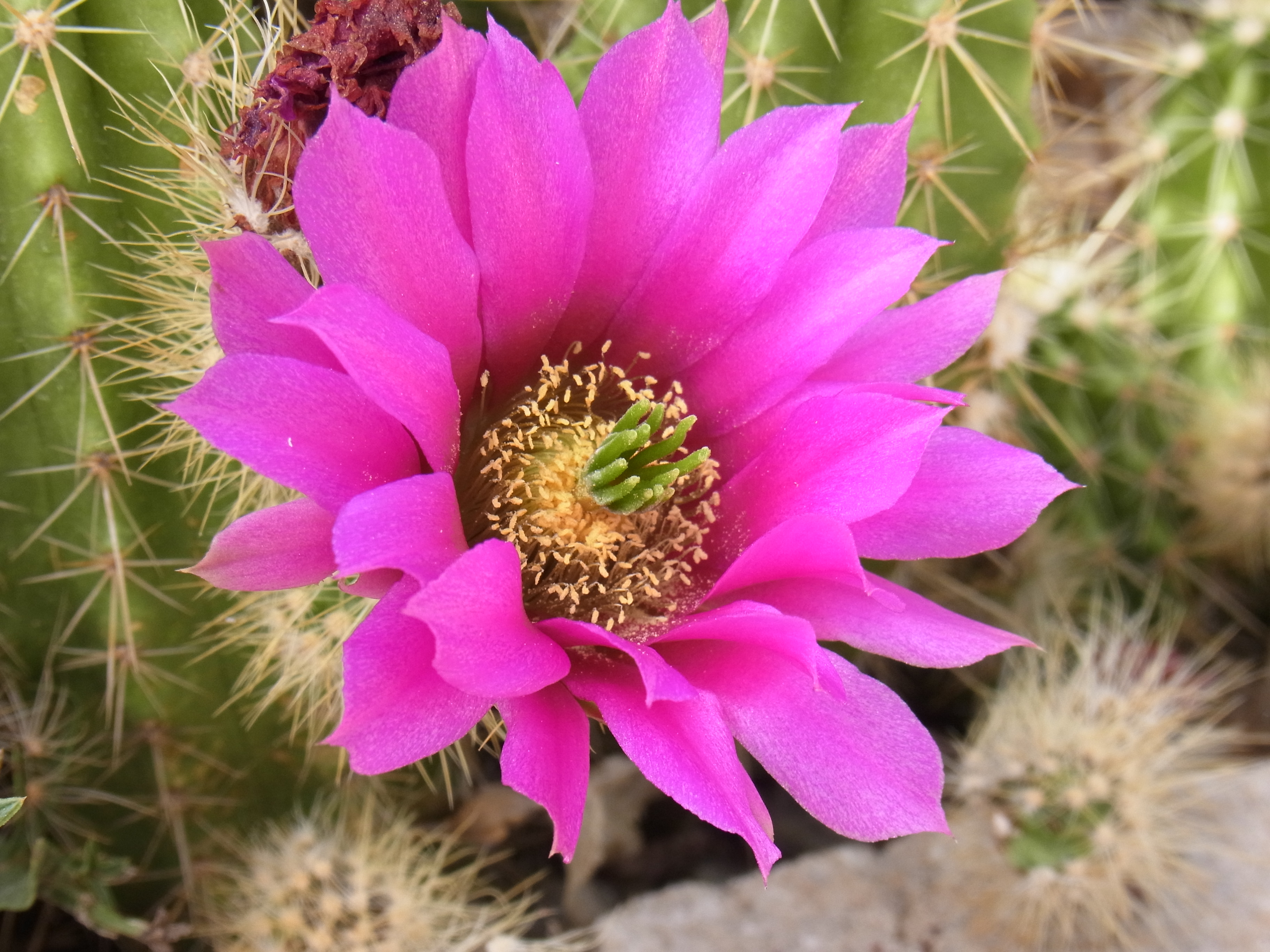 Kaktusblüte