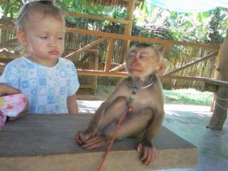 Baby und Affe - Was guckst du so?