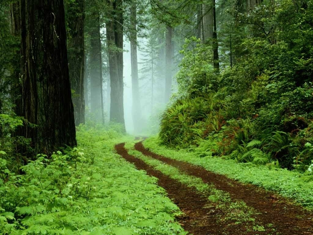 Another Forest