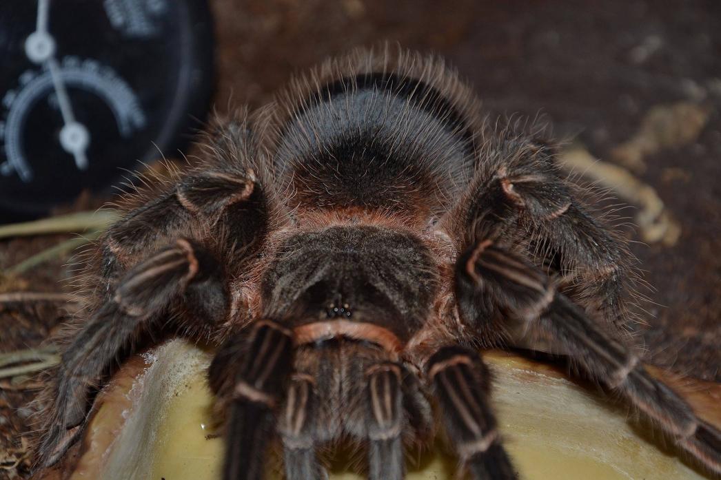 lasiodora parahybana