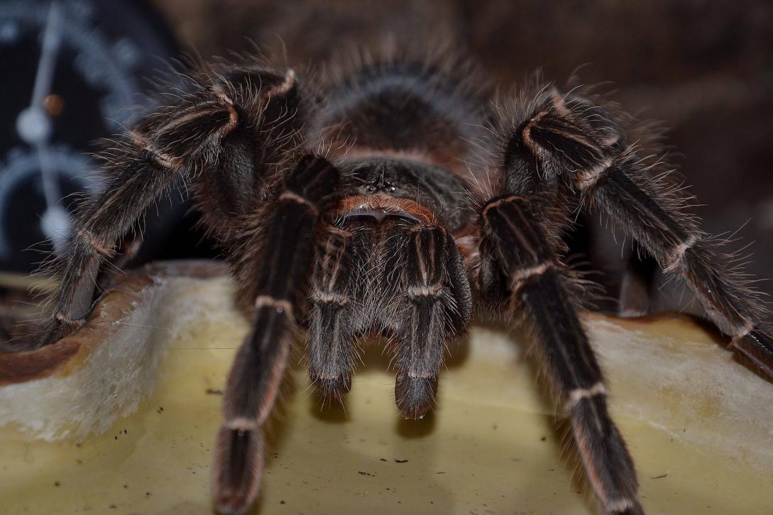 lasiodora parahybana