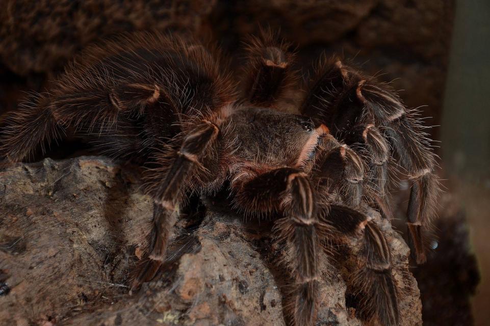 lasiodora parahybana