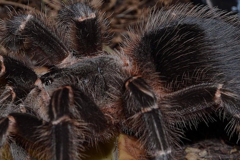 lasiodora parahybana