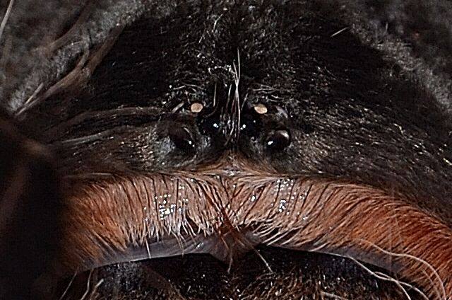 lasiodora parahybana