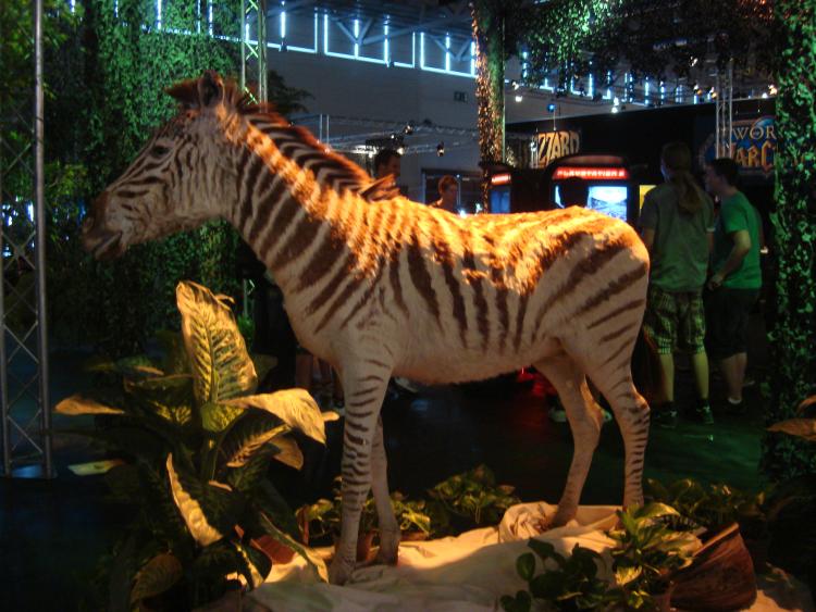 Ein olles Zebra