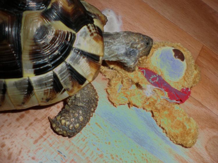 Bei diesen Bild möchte ich noch mals drauf hinweisen das Schildkröten keine Tiere sind die man im Haus halten sollte es sind immer noch " Raubtiere " 