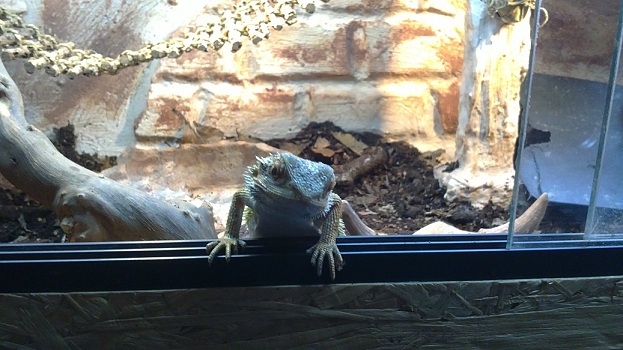 Meine Bartagame :) fleece