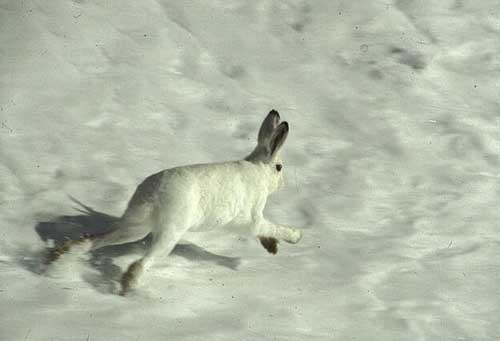 schnee0px.jpg